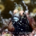 blenny_roughhead_dw_wc_h_0266_tci0623.jpg